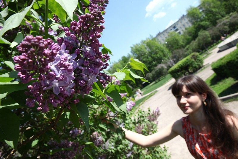 В ботаническом саду 15 кустов сирени. Сирень vechernyaya Moskva. Выставка сирени в Аптекарском огороде. Сирень сорт вечерняя Москва куст. Выставка сирени Ботанический сад Москва.