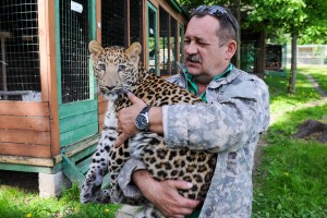 Конфискованные в Москве леопарды помещены в передержку в Яхроме.