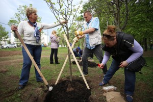 В Красносельском районе посадят 35 деревьев и 305 кустарников