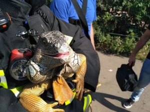 На юго-востоке Москвы спасатели поймали гулявшую по парку игуану