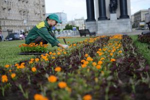 Миллионы новых однолетних растений высадят на столичных территориях. Фото: архив, «Вечерняя Москва»