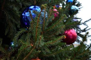 Жители района смогут сдать новогодние деревья в пункты приема. Фото: Анна Быкова