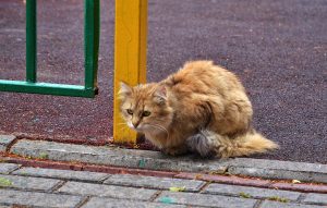 Волонтеры проекта «ЗооМониторинг» посчитают, сколько бездомных кошек в Москве. Фото: Анна Быкова