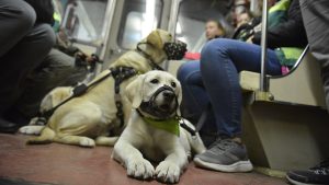 Более 300 тысяч раз с начала 2022 года пассажиры перевезли животных в поездах ЦППК. Фото: Наталья Феоктистова, «Вечерняя Москва»