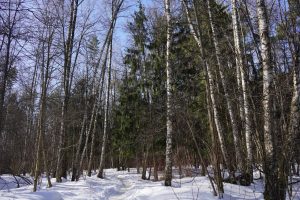 Лекция о природе пройдет в «Тургеневке». Фото: Анна Быкова, «Вечерняя Москва»