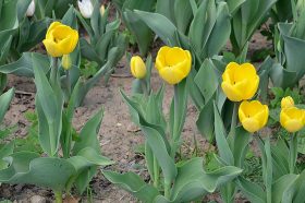 Подготовка к весне проходит в Красносельском районе. Фото: Анна Быкова, «Вечерняя Москва»